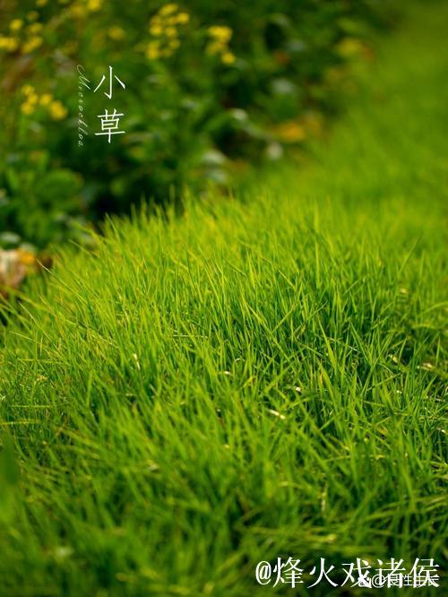 久草青青草 久草青青草